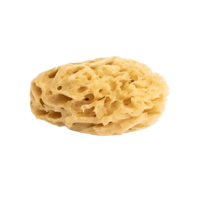 luonnollinen poseidon merisieni