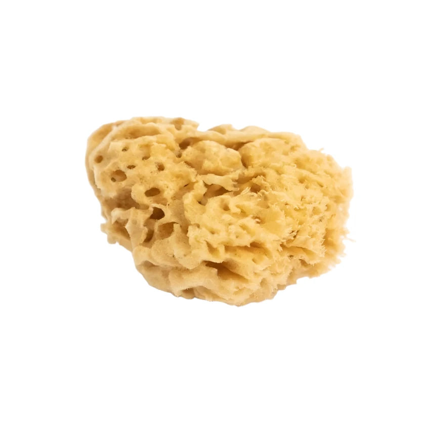 luonnon poseidon pesusieni